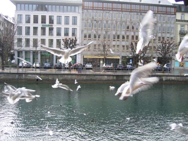 lucerne014.jpg