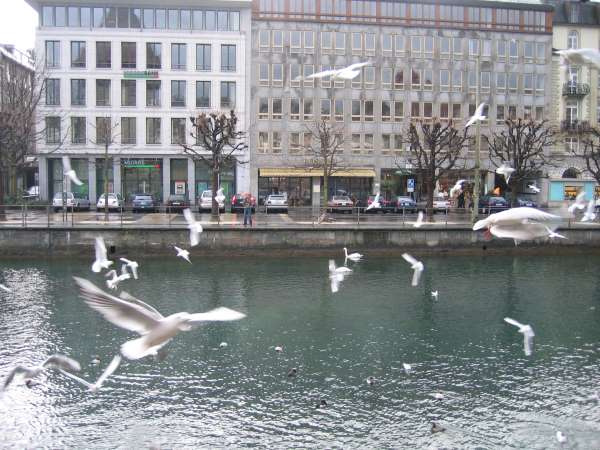 lucerne015.jpg