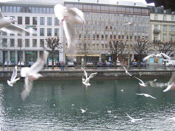 lucerne016.jpg