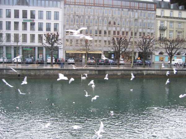 lucerne017.jpg