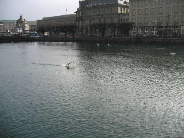 lucerne020.jpg